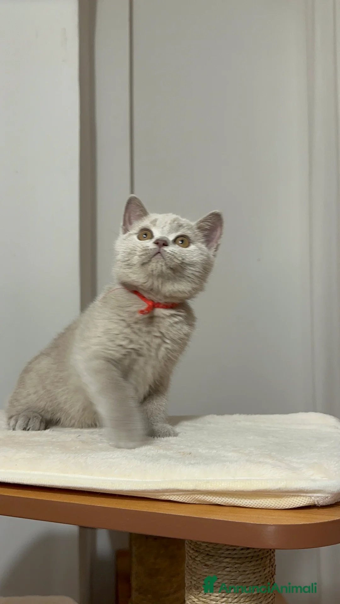 British gatti in vendita: Cucciolata color Lilac - Annuncio 2