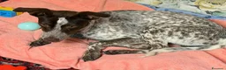 Meticcio cani in regalo: Matisse 1 anno taglia media piccola  - Annuncio 6