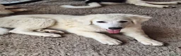 Pastore Abbruzzese Maremmano cani in vendita: Cuccioli di pastore maremmano - Annuncio 6
