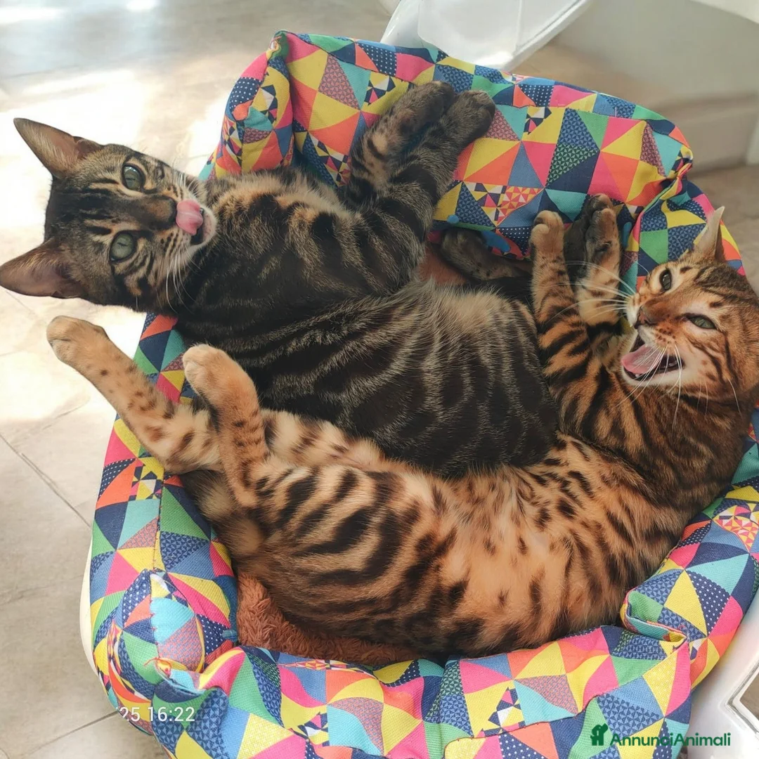 Bengala gatti in vendita: Gatti del Bengala  - Annuncio 7