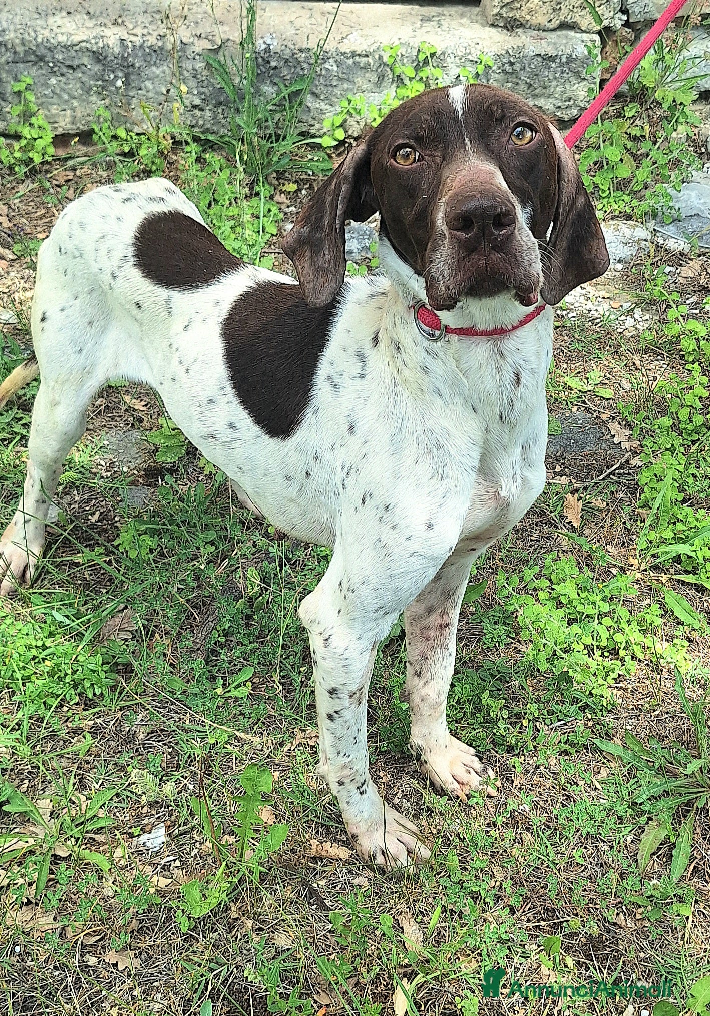Bracco cani Goya 3 anni bracco  - Annuncio 2