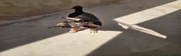 Pinscher Tedesco cani in regalo: Morris: nonnino pinscherino socievole. - Annuncio 1