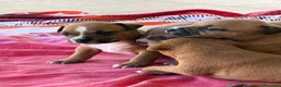 Pitbull cani in vendita: Vendesi cuccioli American Pitbull Terrier  a Città metropolitana di Palermo - Annuncio 20