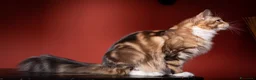Maine Coon gatti in vendita: Mainemarie Barbera - Annuncio 4