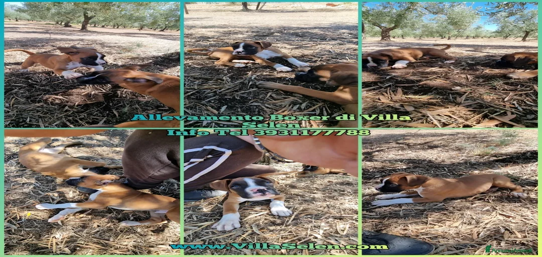 Immagine della galleria {{count}}