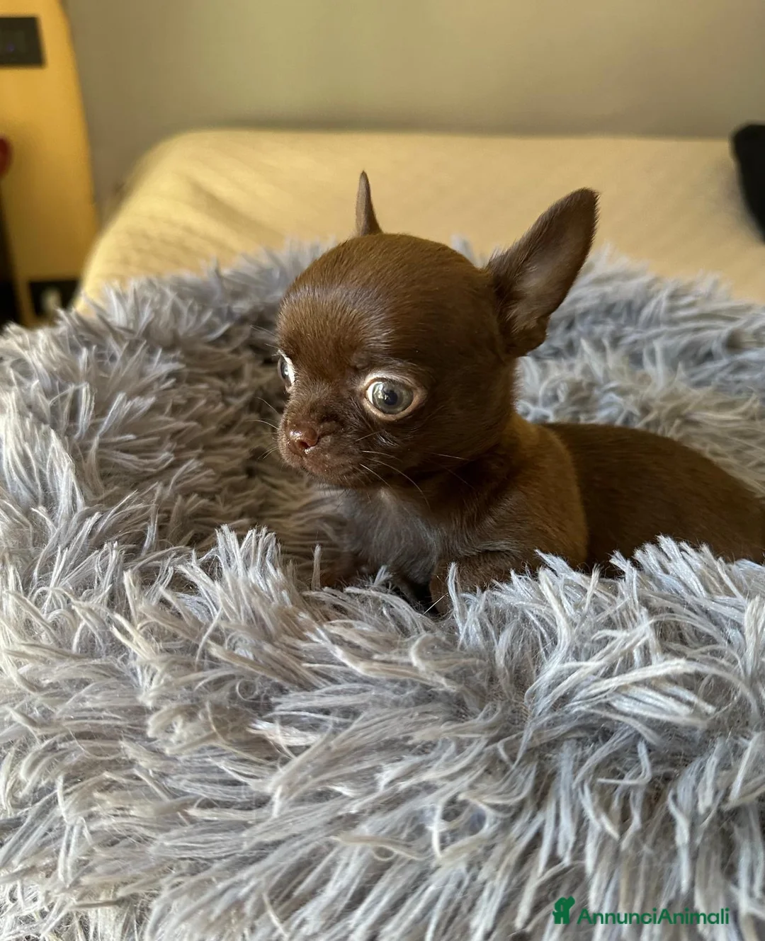 Chihuahua cani in vendita: Chihuahua Pedigree Enci - Annuncio 2