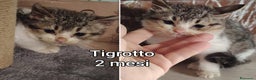 Meticcio gatti in regalo: TANTI MICINI SOLI! - Annuncio 2