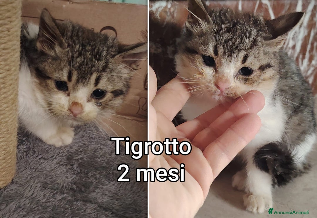 Meticcio gatti in regalo: TANTI MICINI SOLI! - Annuncio 2
