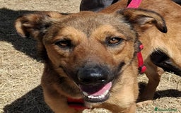 Meticcio cani in regalo: Aladin e' un Mago!  a Città Metropolitana di Bari - Immagine 11