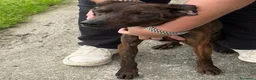 Meticcio cani in regalo: ZOE dolce ed affettuosa tg mediopicc. a Città Metropolitana di Firenze - Annuncio 3