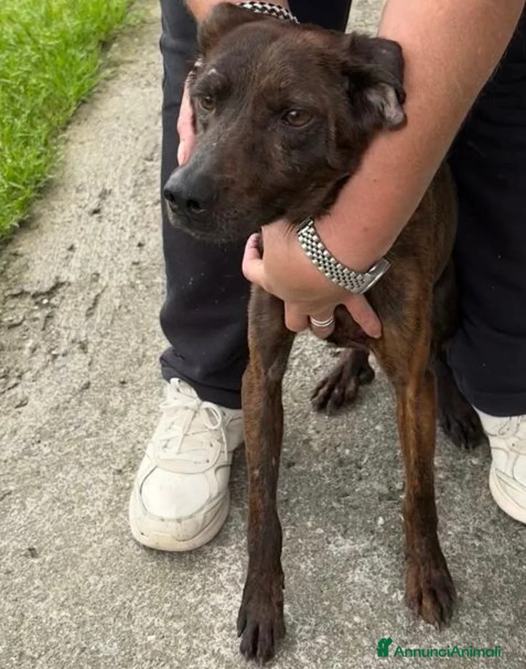 Meticcio cani in regalo: ZOE dolce ed affettuosa tg mediopicc. a Città Metropolitana di Firenze - Annuncio 3