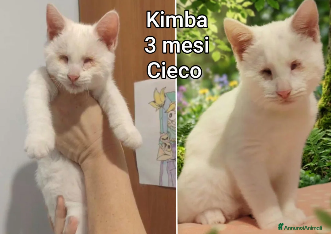 Altre razze gatti in regalo: GATTINI BISOGNOSI IN CERCA D'AMORE  a Città Metropolitana di Bologna - Annuncio 2