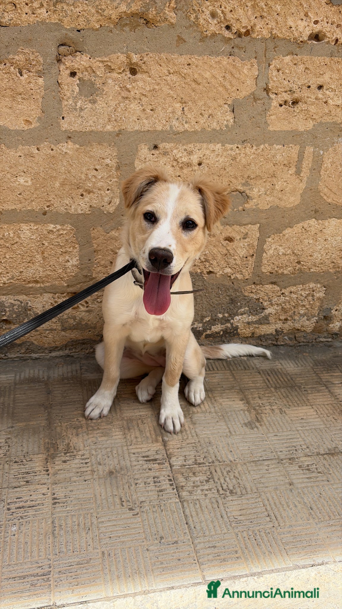 Meticcio cani Vendo cagnolina  - Annuncio 3