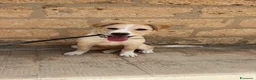 Meticcio cani in vendita: Vendo cagnolina  a Libero consorzio comunale di Caltanissetta - Annuncio 1