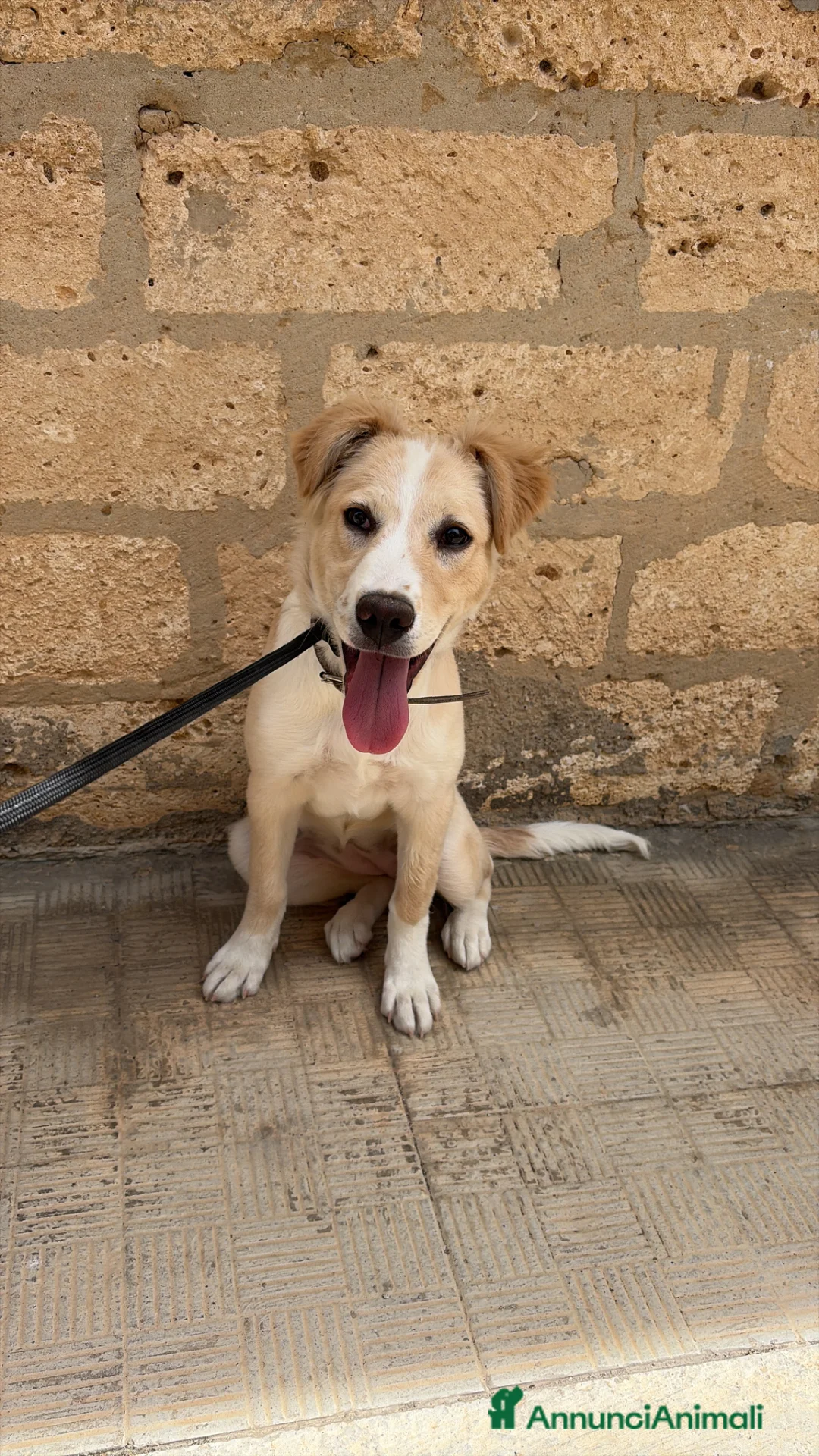 Meticcio cani in vendita: Vendo cagnolina  a Libero consorzio comunale di Caltanissetta - Annuncio 1