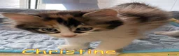 Europeo gatti in regalo: CHRISTINE   GATTINA PELO LUNGO  - Annuncio 4