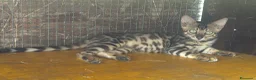 Bengala gatti in vendita: Bengal cucciola da riproduzione (Normandie) - Annuncio 5