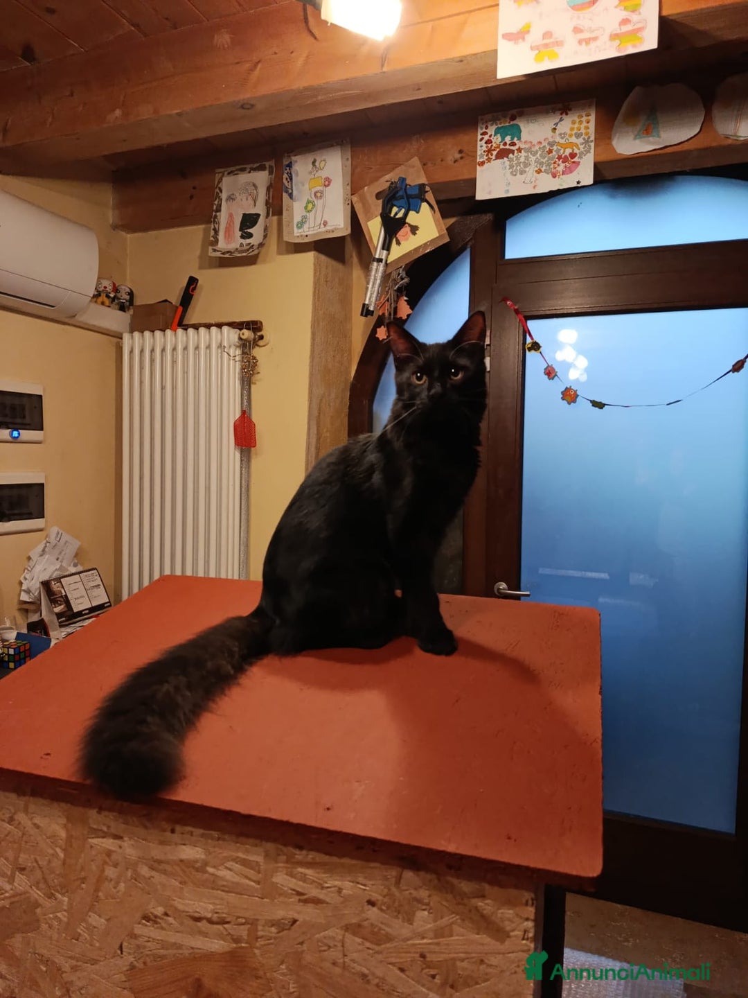 Maine Coon gatti in vendita: CUCCIOLI MAINE COON BLACK SOLID - Annuncio 10