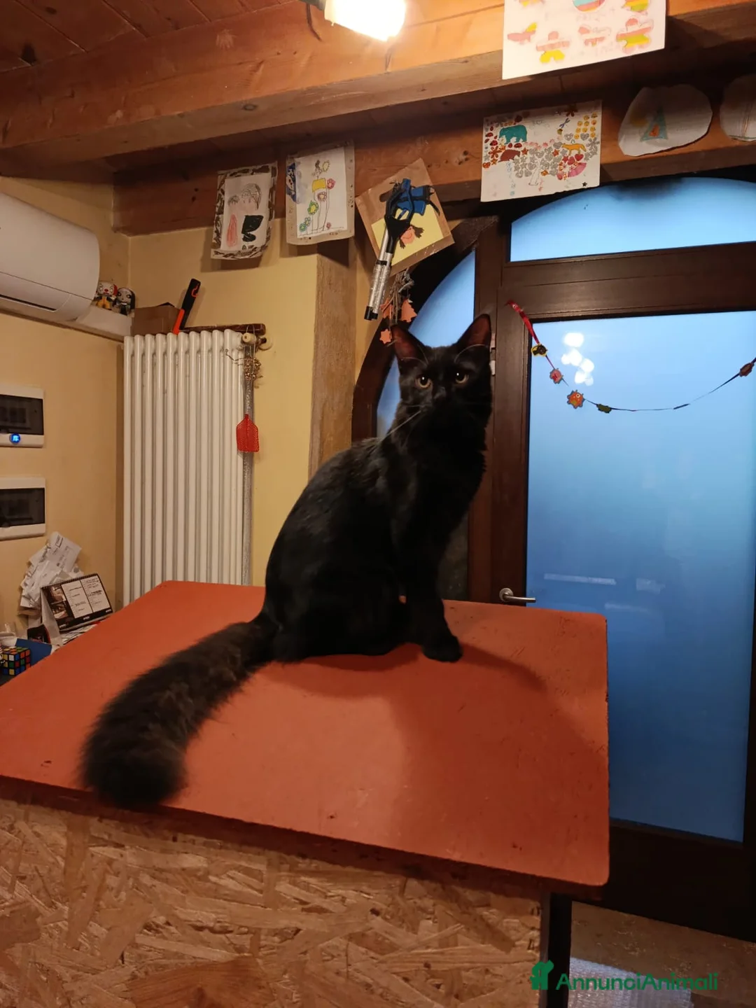 Maine Coon gatti in vendita: CUCCIOLI MAINE COON BLACK SOLID - Annuncio 10