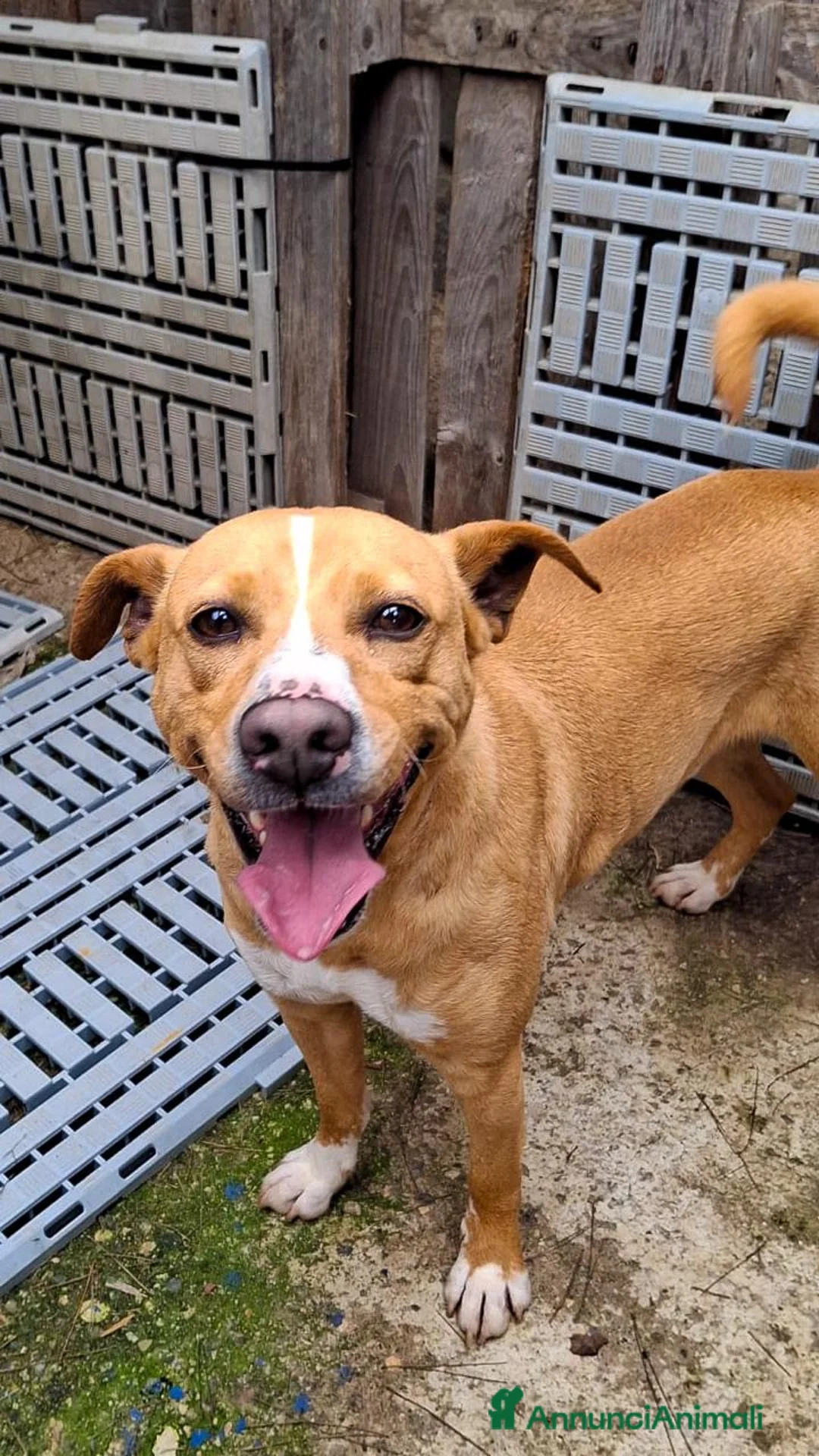 Meticcio cani in regalo: SPILLO 💙 - taglia medio piccola, aspetta una casa a Città metropolitana di Milano - Annuncio 2