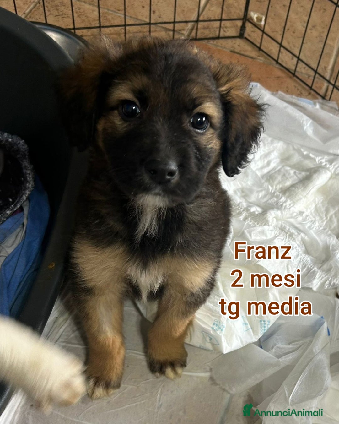 Meticcio cani in regalo: CUCCIOLI BISOGNOSI IN CERCA D'AMORE  - Annuncio 9