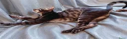 Bengala gatti in vendita: Esclusivo Bengala "Leopardo Nero" - Annuncio 5