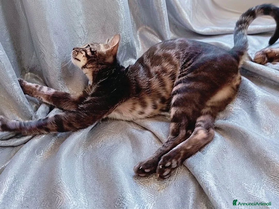 Bengala gatti in vendita: Esclusivo Bengala "Leopardo Nero" - Annuncio 5