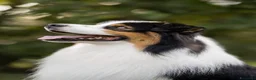 Australian Shepherd cani in vendita: 3 Cuccioli di pastore australiano - Annuncio 7