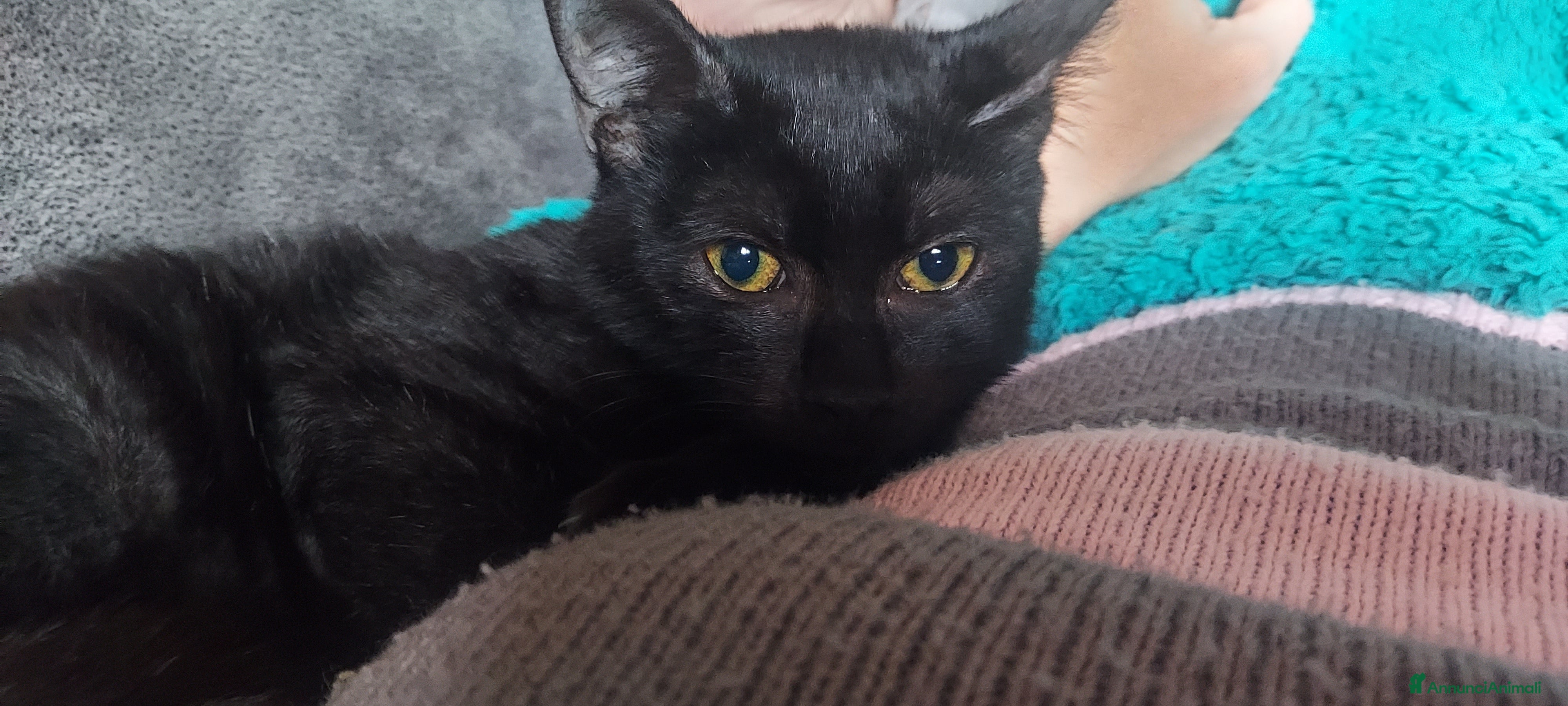 Europeo gatti Gattino nero in adozione  - Annuncio 19