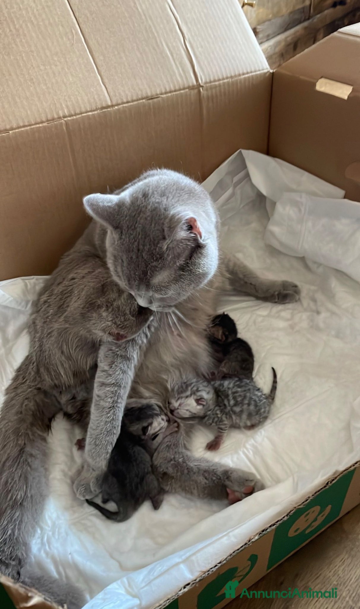 Scottish gatti Disponibili cuccioli di scottish fold e straight - Annuncio 17