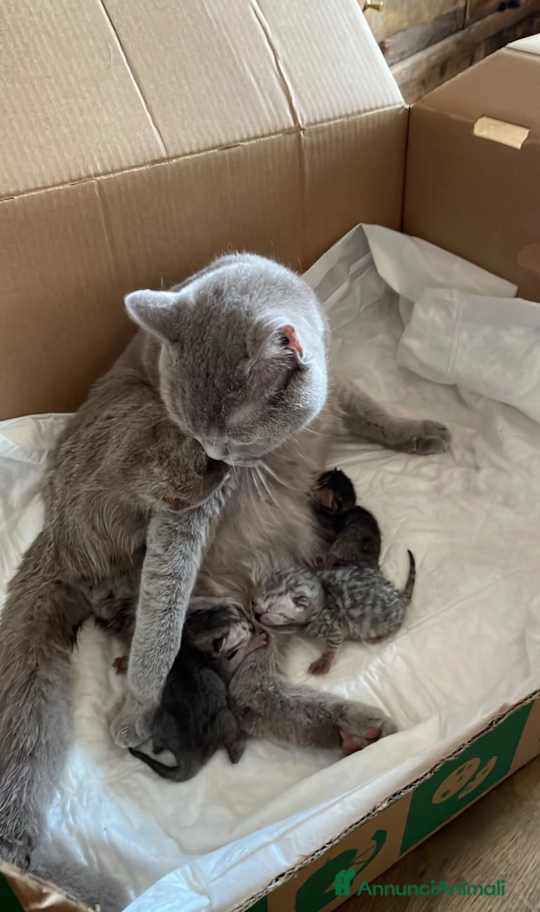 Scottish gatti in vendita: Disponibili cuccioli di scottish fold e straight - Annuncio 1