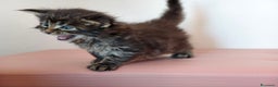 Maine Coon gatti in vendita: Dolci cuccioli Maine Coon  - Annuncio 5