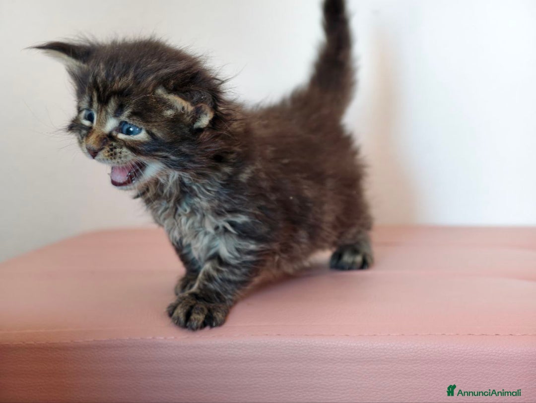 Maine Coon gatti in vendita: Dolci cuccioli Maine Coon  - Annuncio 5
