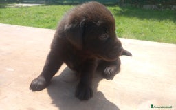 Labrador cani in vendita: Cuccioli di labrador retriver puro chocolate  - Immagine 2