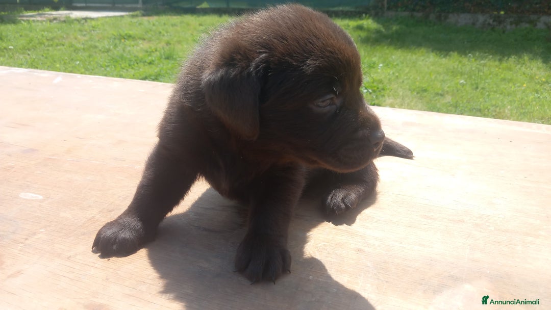 Labrador cani in vendita: Cuccioli di labrador retriver puro chocolate  - Immagine 2