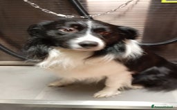 Bearded Collie cani per accoppiamento: Accoppiamento  a Città Metropolitana di Bologna - Immagine 2