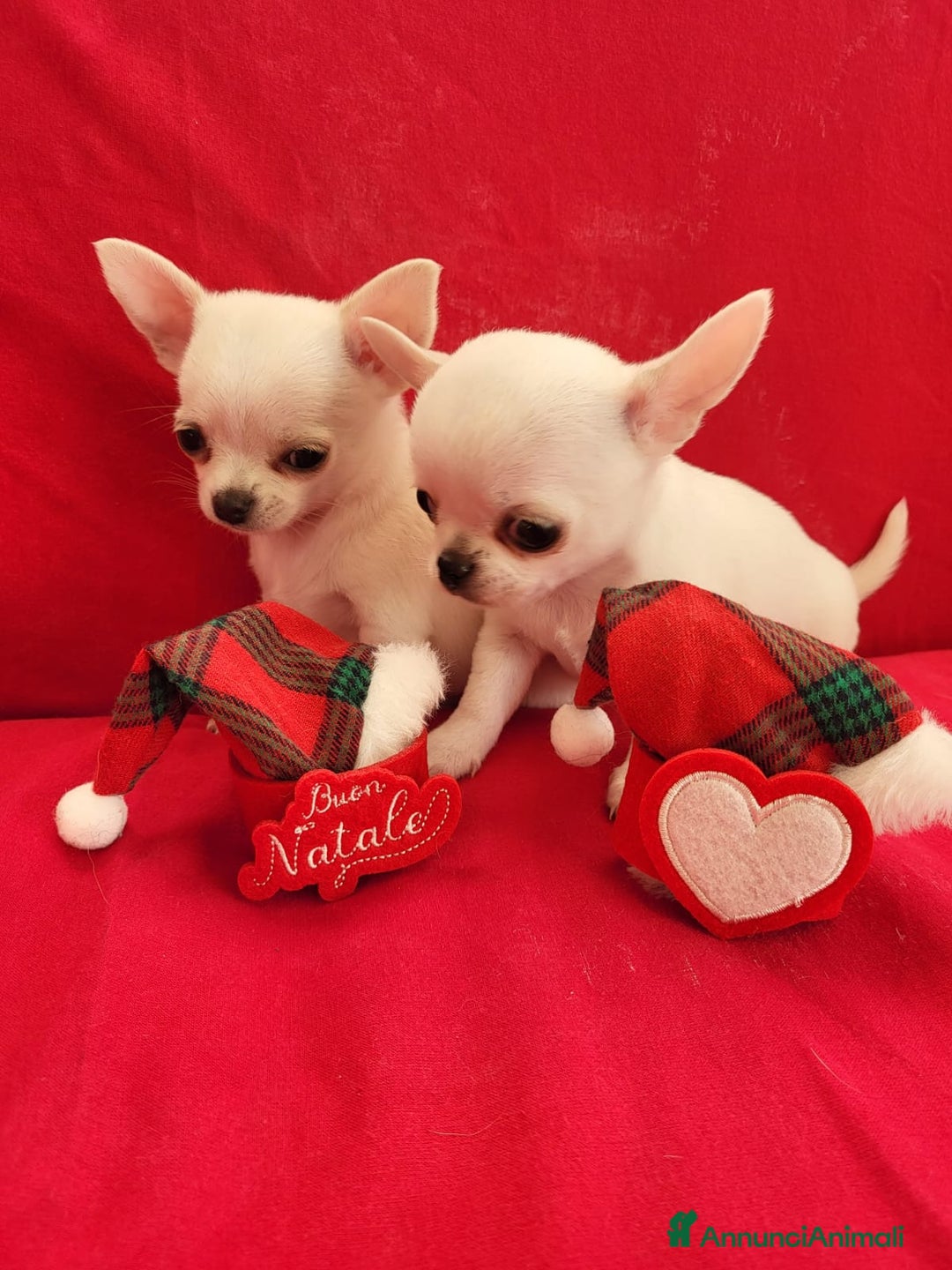 Chihuahua cani in vendita: Meravigliosi cuccioli di chihuahua bianchi - Annuncio 5