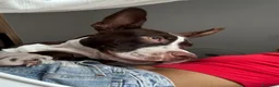 American Staffordshire cani in vendita: Cucciolo di amstaff  a Provincia di Treviso - Annuncio 2