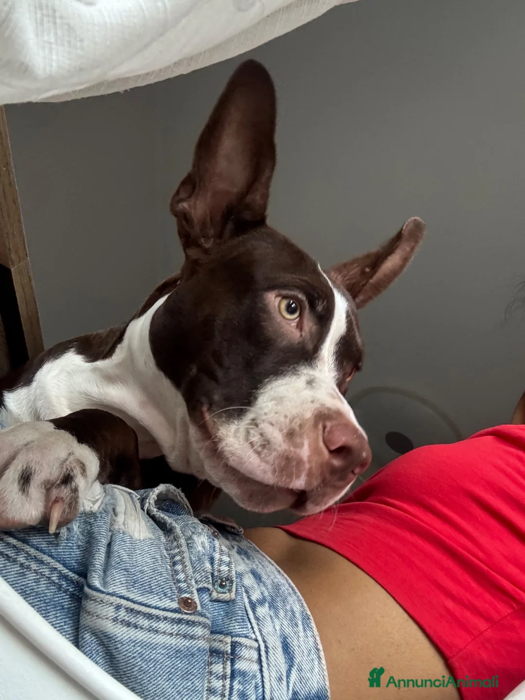 American Staffordshire cani in vendita: Cucciolo di amstaff  a Provincia di Treviso - Annuncio 2