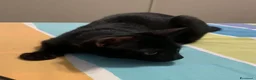 Meticcio gatti in regalo: Mea, micina deliziosa, quasi 4 mesi  - Annuncio 5