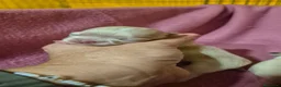 Chihuahua cani in vendita: Cuccioli chihuahua PELO LUNGO con pedigree  - Annuncio 8