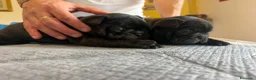 Bulldog Francese cani in vendita: bulldog francese bull dog animali - Annuncio 21
