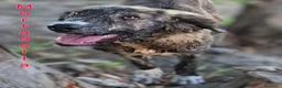 Meticcio cani in regalo: Cuccioli di 5 mesi cercano casa - Annuncio 9