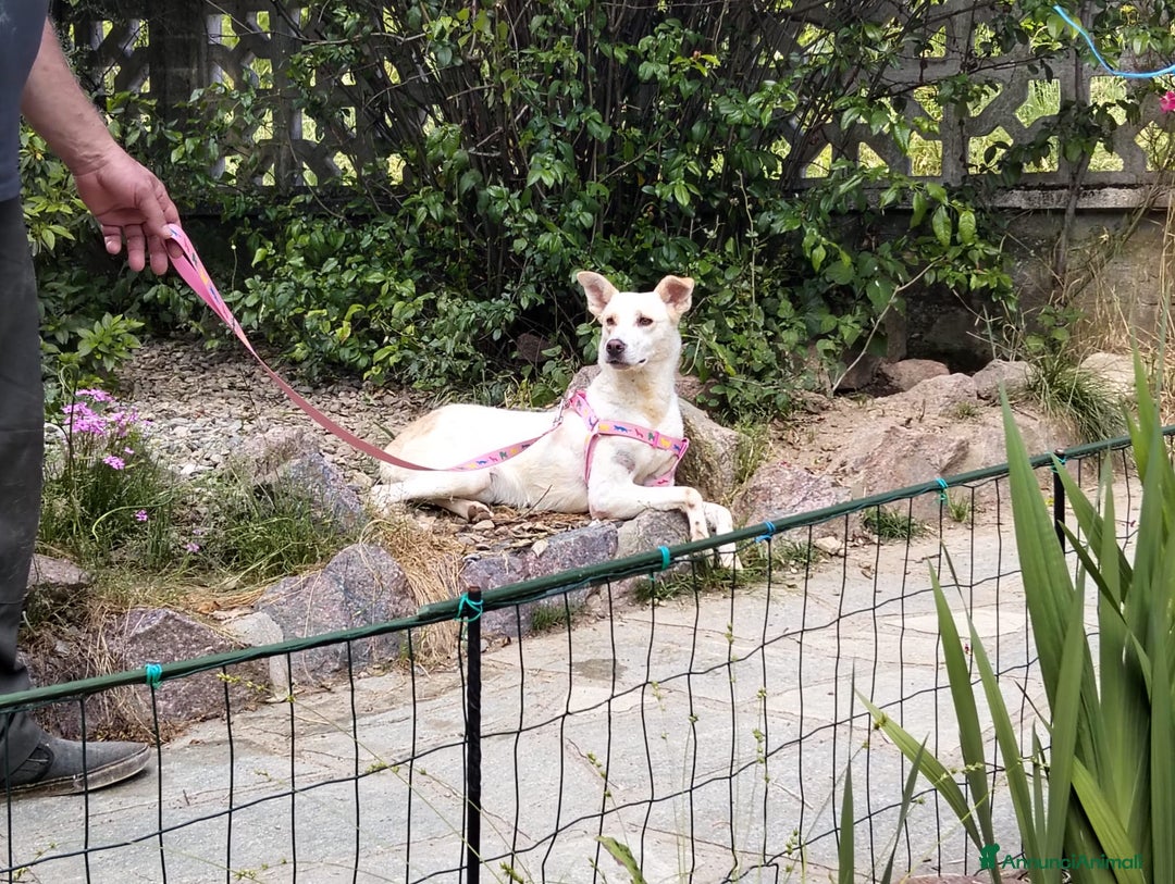 Meticcio cani in regalo: ALICE  a Città Metropolitana di Torino - Immagine 32