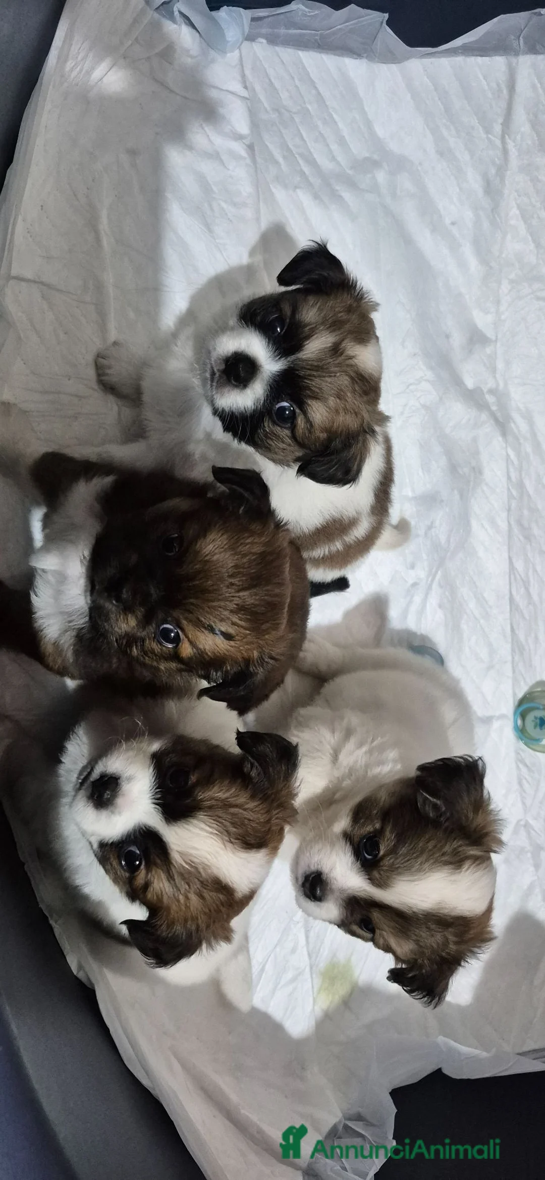 Pechinese cani in vendita:  4 Cuccioli di pechinese cercano una nuova casa. - Annuncio 6