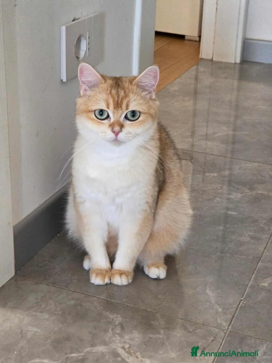 Scottish gatti in vendita: Scottish Straight  - Annuncio 2
