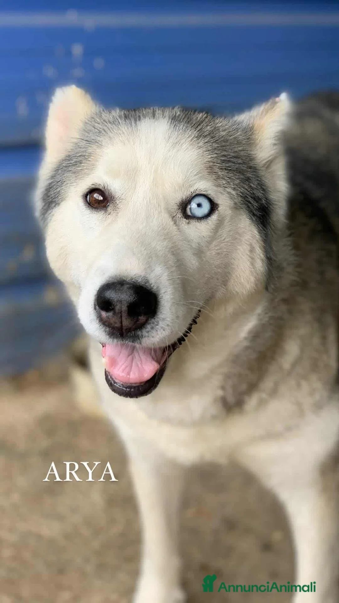 Husky cani in regalo: ARYA, HUSKY tranquillona e tenerissima! - Annuncio 7