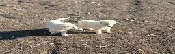 Pastore Abbruzzese Maremmano cani in vendita: Cuccioli maschi di pastore abruzzese - Annuncio 7