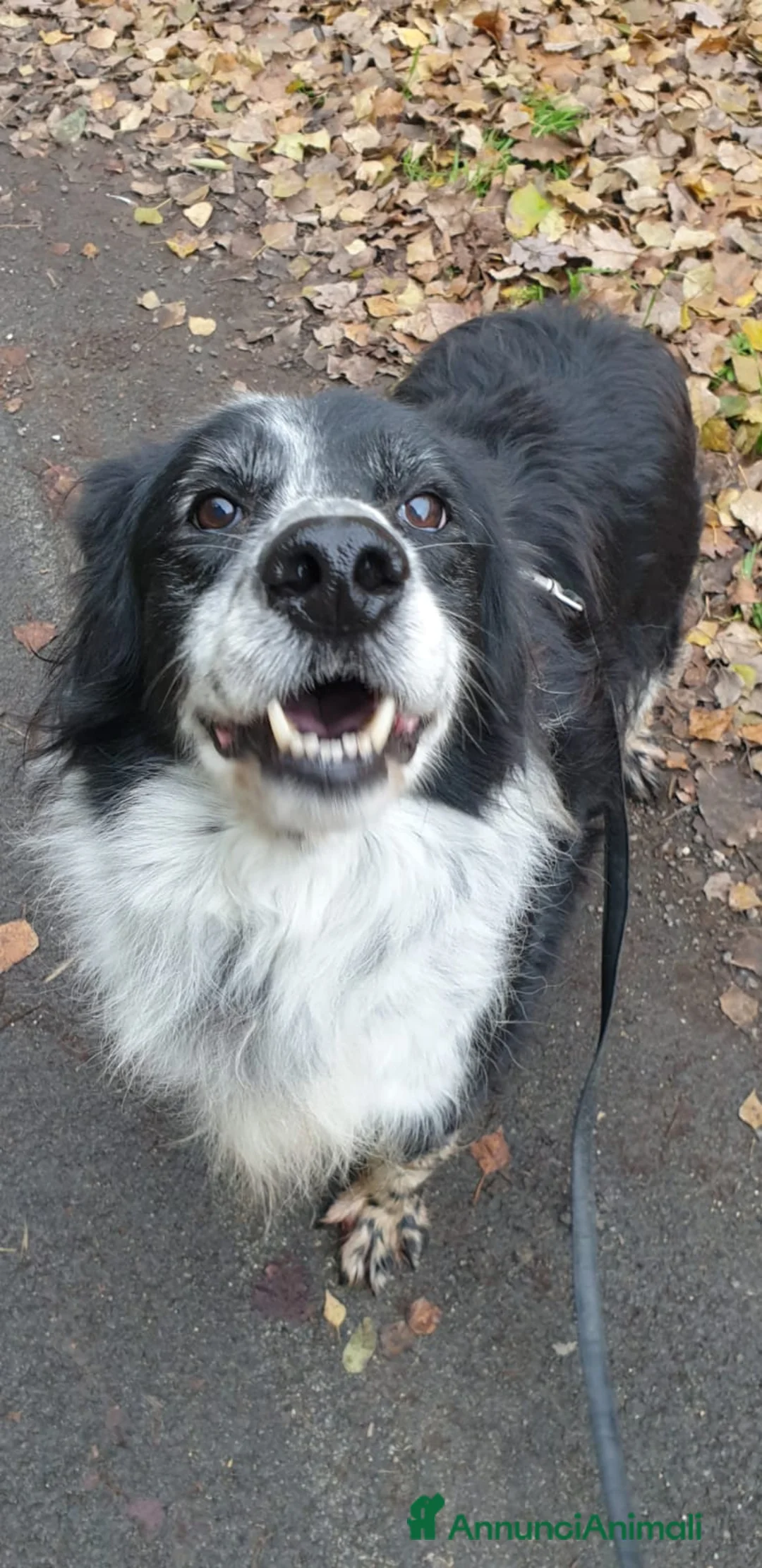 Meticcio cani in regalo: 2fratelli mix caccia vissuti 9anni in 1lager.ROMA a Città metropolitana di Milano - Annuncio 8