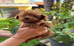 Barboncino cani in vendita: BARBONCINI FULVI TOY E NANI CON PEDIGREE a Vercelli - Immagine 1